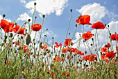 PAPAVER RHOEAS