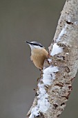 NUTHATCH PERCHED ON A SNOW COVERED TREE BRANCH