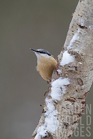 NUTHATCH_PERCHED_ON_A_SNOW_COVERED_TREE_BRANCH