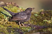 BLACKBIRD AT A DRINKING POOL