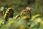 GREENFINCH FEEDING ON A HELIANTHUS ANNUUS SEEDS