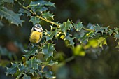 BLUE TIT PERCHED IN A ILEX AQUIFOLIUM TREE