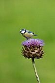 BLUE TIT PERCHED ON A CYNARA CARDUNCULUS FLOWER