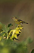 GREENFINCH  PERCHED ON A HELIANTHUS ANNUUS FLOWER HEAD