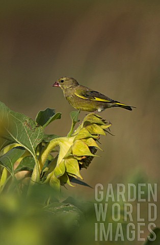 GREENFINCH__PERCHED_ON_A_HELIANTHUS_ANNUUS_FLOWER_HEAD