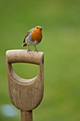 ROBIN PERCHED ON A GARDEN FORK HANDLE