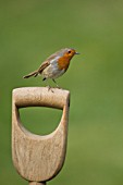 ROBIN PERCHED ON A GARDEN FORK HANDLE