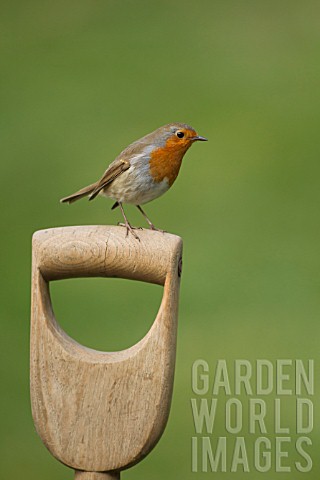 ROBIN_PERCHED_ON_A_GARDEN_FORK_HANDLE