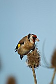 GOLDFINCH FEEDING ON DIPSACUS FULLONUM SEEDS