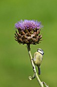 BLUE TIT PERCHED ON A CYNARA CARDUNCULUS FLOWER