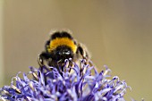 BUFF TAILED BUMBLEBEE ON ECHINOPS RITRO