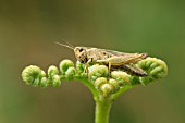 COMMON FIELD GRASSHOPPER