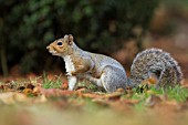 GREY SQUIRREL