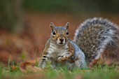 GREY SQUIRREL