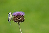 BLUE TIT PERCHED ON A CYNARA CARDUNCULUS FLOWER