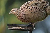 PHEASANT FEMALE BIRD ON A BIRD FEEDER