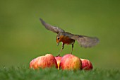 ROBIN LANDING ON FALLEN APPLES