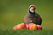 RED LEGGED PARTRIDGE BY SOME FALLEN APPLES