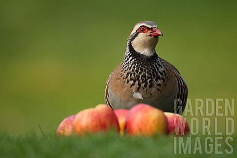 RED_LEGGED_PARTRIDGE_BY_SOME_FALLEN_APPLES