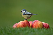 BLUE TIT PERCHED ON FALLEN APPLES