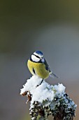COAL TIT PERCHED ON SNOW COVERED TREE BRANCH