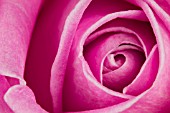 PINK ROSE