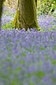 HYACINTHOIDES NON-SCRIPTA IN A WOODLAND