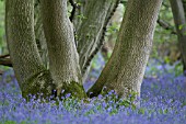 HYACINTHOIDES NON-SCRIPTA IN A WOODLAND