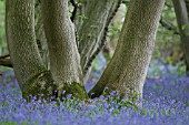 HYACINTHOIDES NON-SCRIPTA IN A WOODLAND