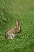 YOUNG RABBIT