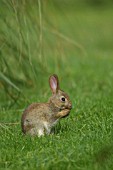 YOUNG RABBIT