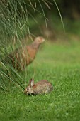 YOUNG RABBIT WITH A PHEASANT IN THE BACKGROUND