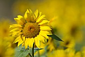 HELIANTHUS ANNUUS FLOWER HEAD