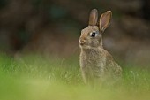 YOUNG RABBIT ON A GARDEN LAWN