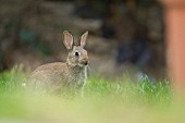 YOUNG RABBIT ON A GARDEN LAWN