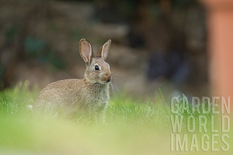 YOUNG_RABBIT_ON_A_GARDEN_LAWN