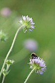 BUFF TAILED BUMBLEBEE FEEDING ON KNAUTIA ARVENSIS