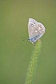 COMMON BLUE BUTTERFLY RESTING ON A GRASS BLADE