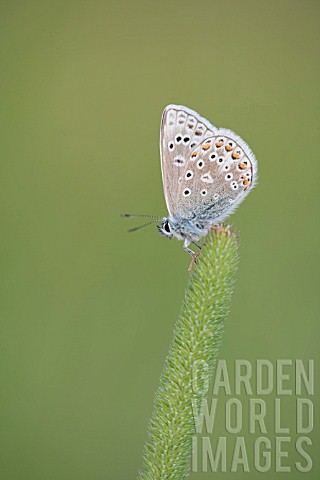 COMMON_BLUE_BUTTERFLY_RESTING_ON_A_GRASS_BLADE