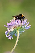 BUFF TAILED BUMBLEBEE FEEDING ON KNAUTIA ARVENSIS