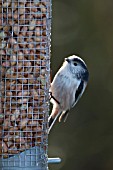 LONG TAILED TIT ON A BIRD FEEDER