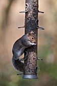 GREY SQUIRREL FEEDING ON A GARDEN BIRD FEEDER