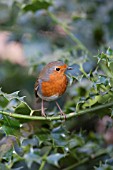 ROBIN PERCHED IN HOLLY TREE