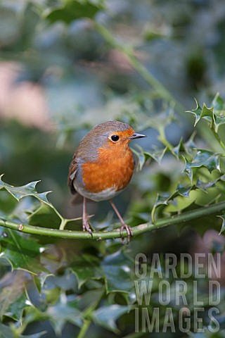 ROBIN_PERCHED_IN_HOLLY_TREE