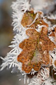 QUERCUS ROBUR LEAF WITH HOAR FROST