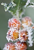 ILEX AQUIFOLIUM BERRIES WITH HOAR FROST