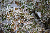 QUERCUS ROBUR FROZEN LEAVES WITH HOAR FROST