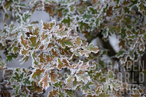 QUERCUS_ROBUR_FROZEN_LEAVES_WITH_HOAR_FROST