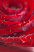 RED ROSE WITH A SINGLE WATER DROPLET