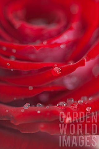 RED_ROSE_WITH_A_SINGLE_WATER_DROPLET